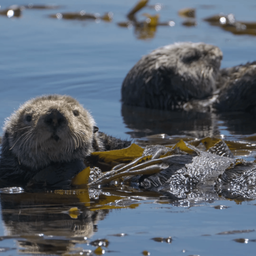 Mission Seeotter – Rettung für Kaliforniens Kelpwälder
