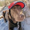 der Haushund "Wira"
