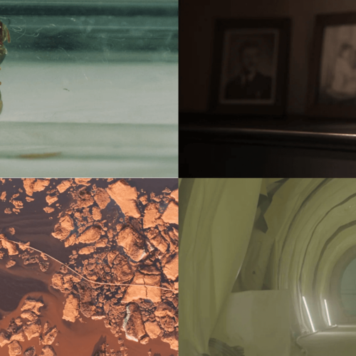 Darßer NaturfilmFestival: NatureShorts: Block II