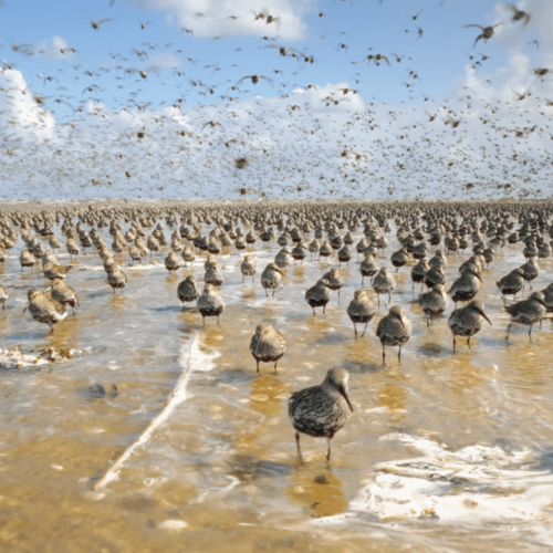 Darßer NaturfilmFestival: Im Licht der Sandbank