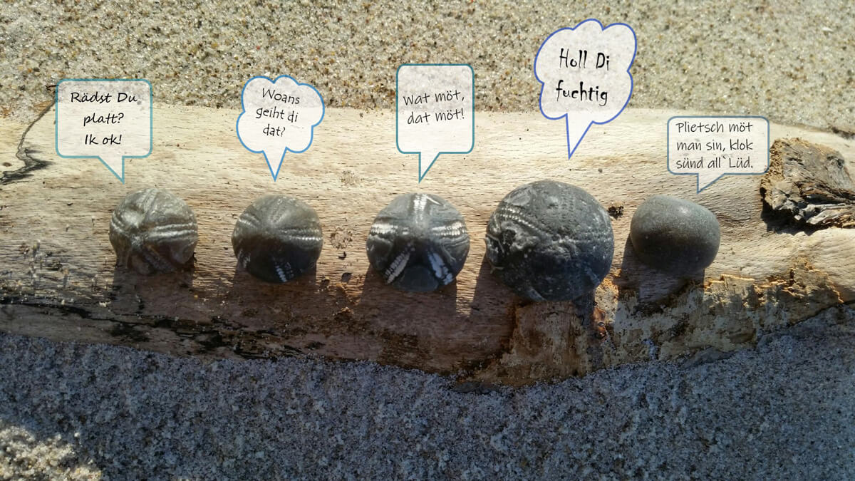 Wi räden platt up´n Darß